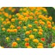 莊內麩皮(含紅花)　50公克